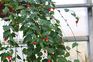 蔓性风铃花植株