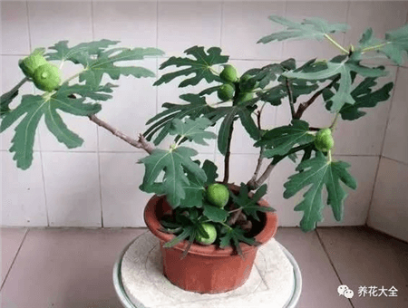 无花果