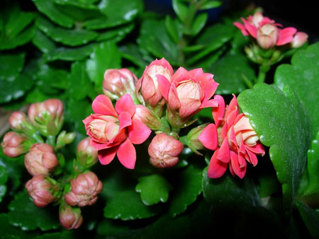 长寿花植株