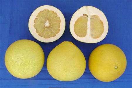 柚子的常见品种 - 花百科
