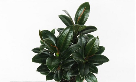 橡皮树植株