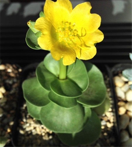 金钱木开花
