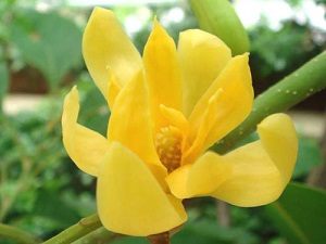 黄兰花