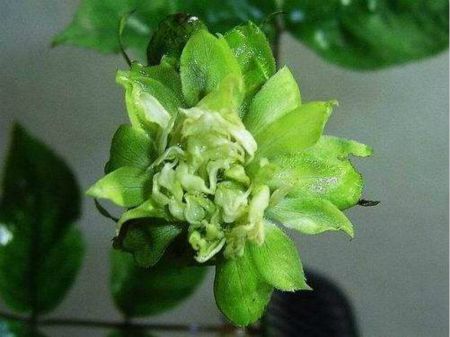 绿萼植株