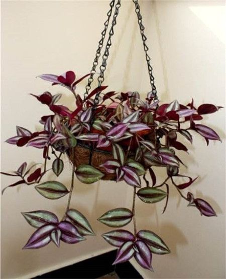 吊竹梅植株