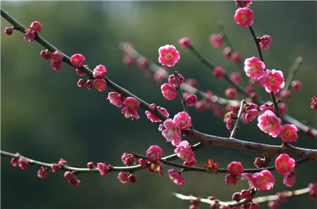 梅花 梅花