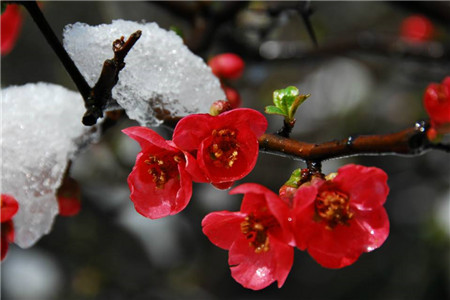 冬天开的常见的花图片图片