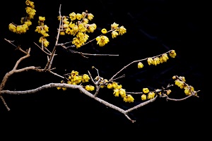 腊梅花枝