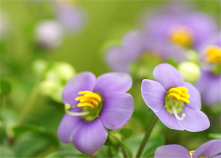 紫芳草开花