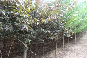 冬红树