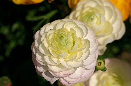 花毛莨