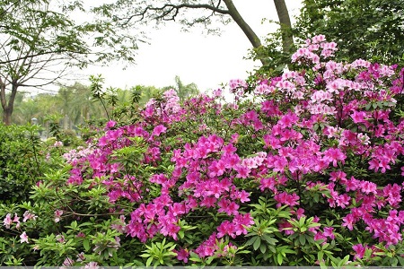锦绣杜鹃花