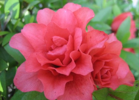 夏鹃花朵