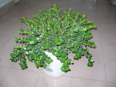 盆栽铁茉莉