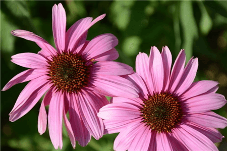 紫松果菊的病虫害防治