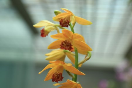 盆栽黄花鹤顶兰
