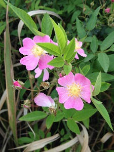 野蔷薇