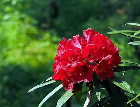 马缨杜鹃植株