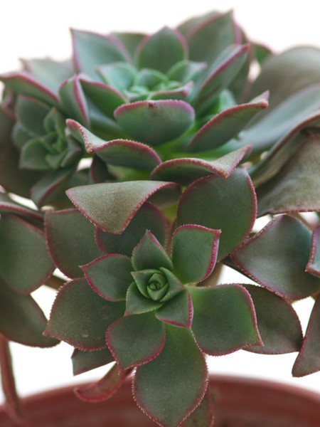 冰绒掌植株
