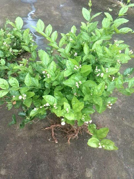 铁茉莉植株
