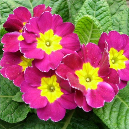报春花