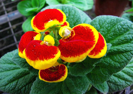 荷包花
