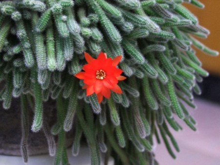 仙人指开花