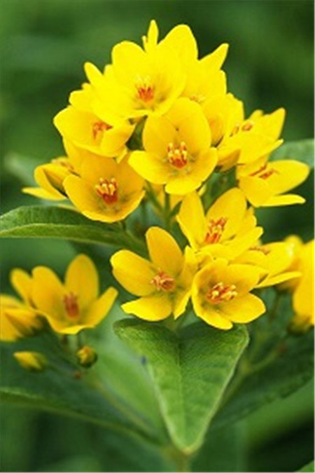 樱草花