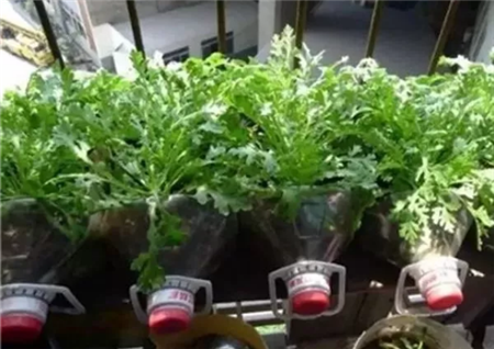种菜