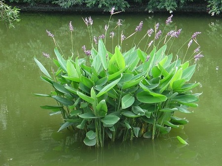 美丽的再力花