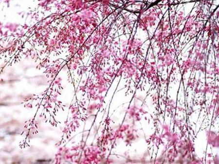漂亮的东京樱花