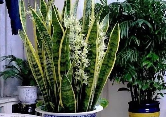虎皮兰