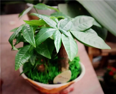 发财树小盆栽