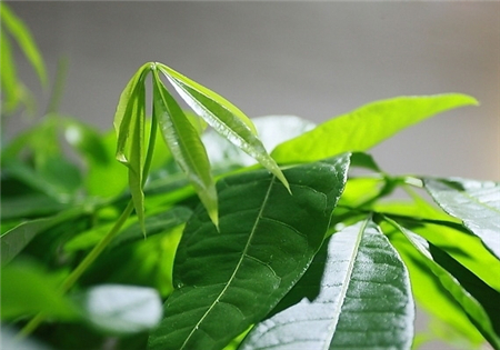 发财树叶片
