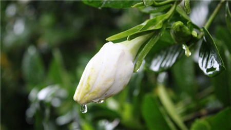 栀子花花苞