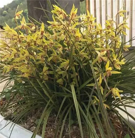 花朵