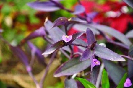 紫竹梅盆栽