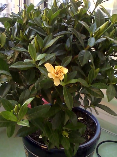 栀子花