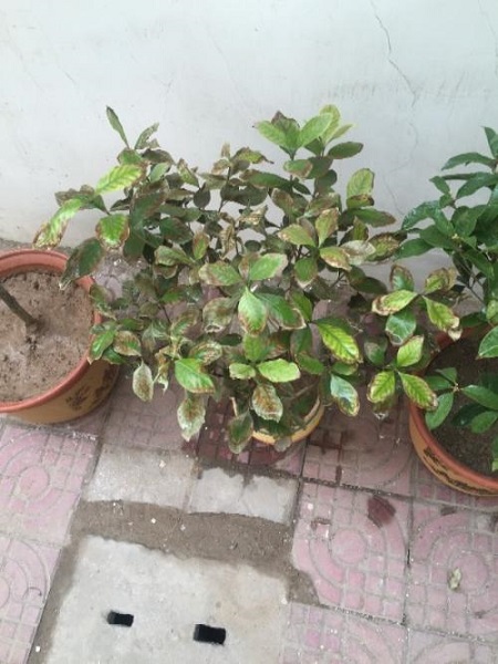 生病的栀子花