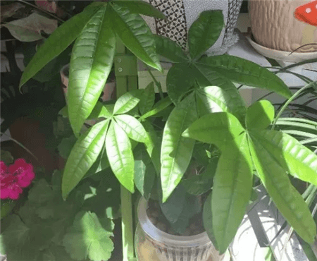 发财树