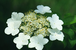 琼花花瓣
