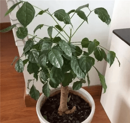 綠植
