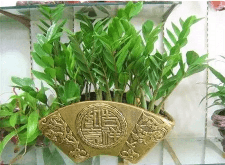 金錢樹