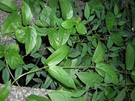 美丽的鸡屎藤