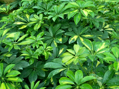 美丽的花叶鸭掌木