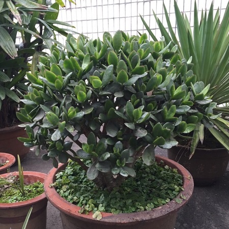 玉树