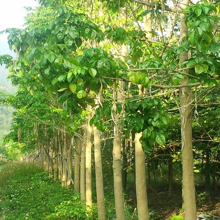绿宝树