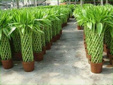 美丽的富贵竹