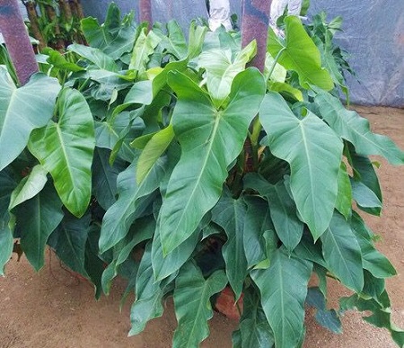 漂亮的绿宝石喜林芋