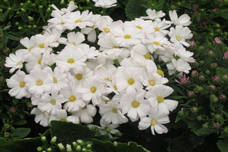 瓜叶菊